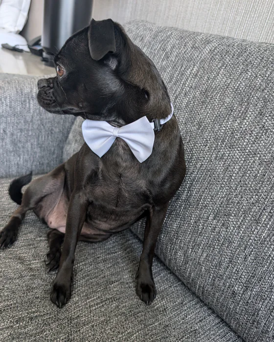 Trixie’s side profile